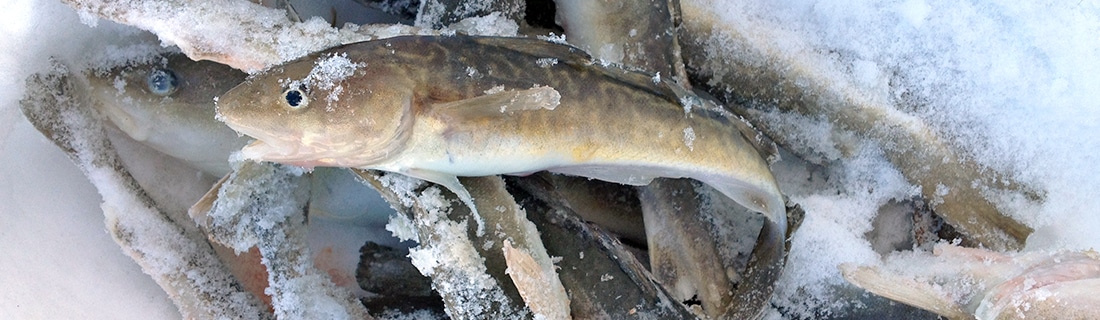 Petit poulamon sur un monticule de poissons gelés