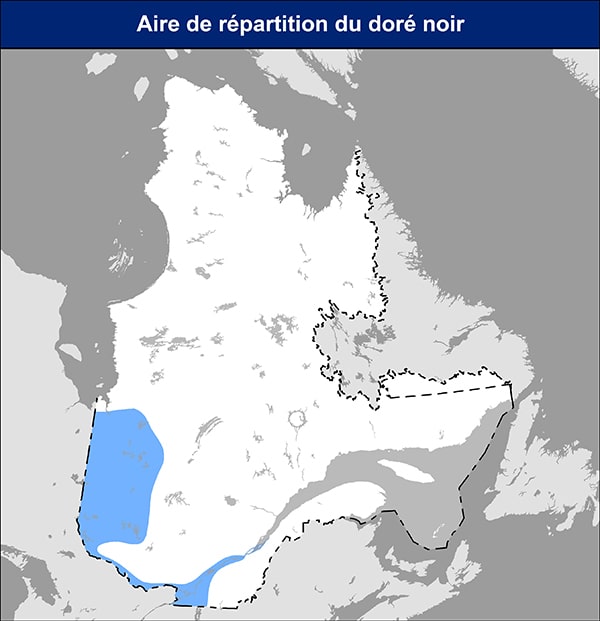 Doré jaune ou doré noir : comment les différencier?