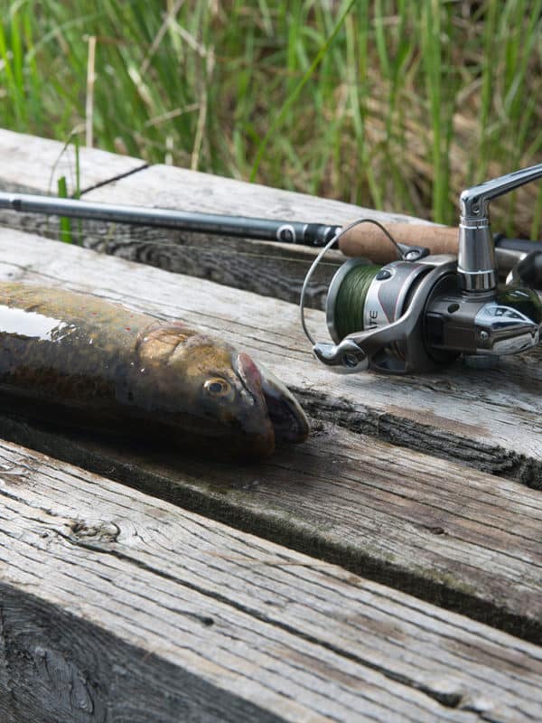 Un poisson hameçonné à une canne à pêche est déposée sur un banc de bois.