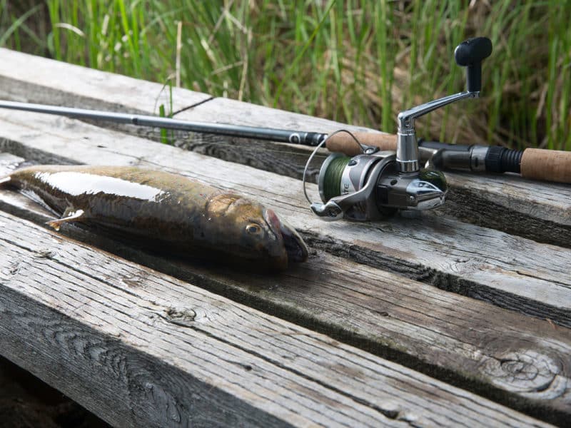 Un poisson hameçonné à une canne à pêche est déposée sur un banc de bois.