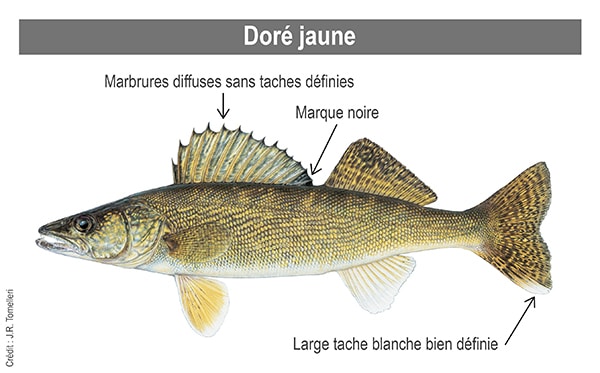 Doré jaune ou doré noir : comment les différencier?