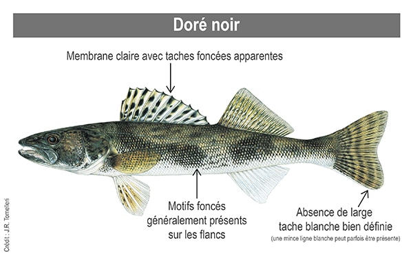 Doré jaune ou doré noir : comment les différencier?