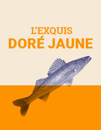 L'exquis doré jaune