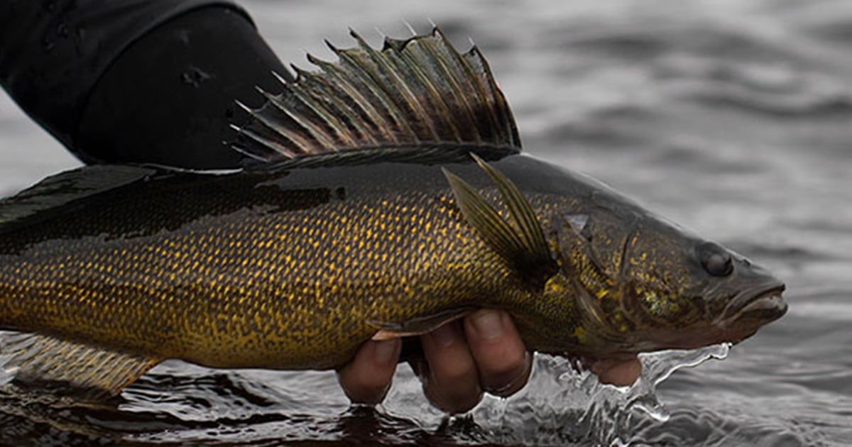 Pêcher l'exquis doré jaune  Pêcher, c'est pas compliqué