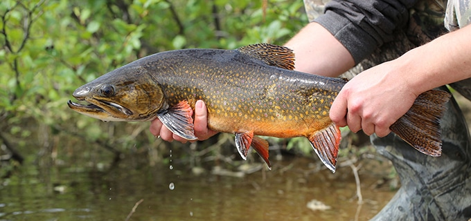 The renowned brook trout  Fishing is simple, it's not that