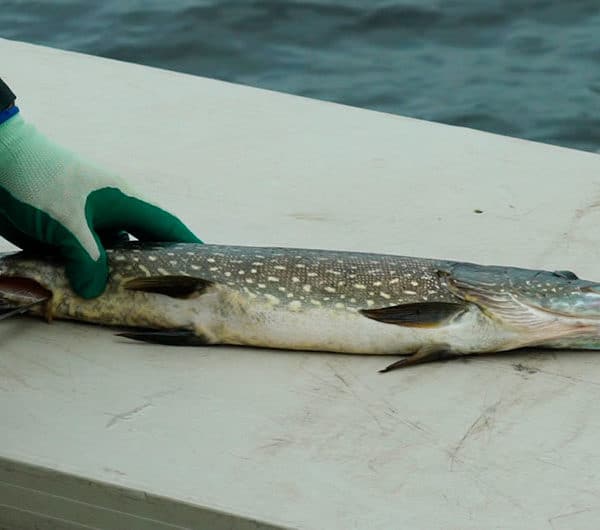 Un homme commence à entailler un brochet pour montrer comment fileter un brochet.