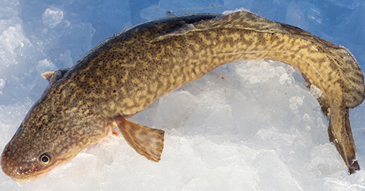 The delicious burbot  Fishing is simple, it's not that complicated