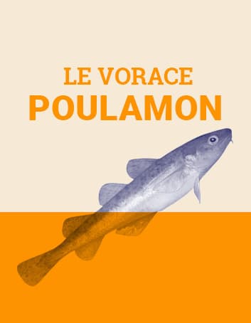 Le vorace poulamon