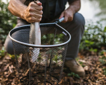 Un pêcheur sort un poisson fraîchement pêché d'une épuisette.