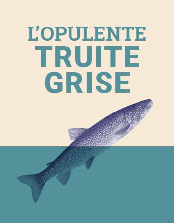 L'opulente truite grise