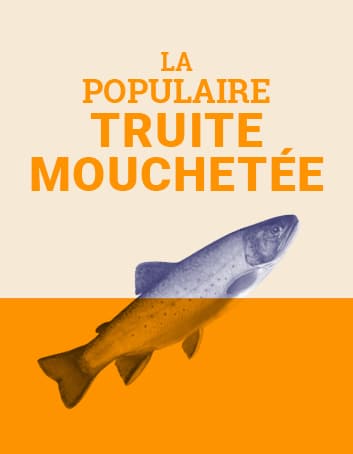 La populaire truite mouchetée